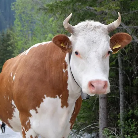 招待所 Kanderhutte